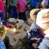 02 Aktion Februar 25 Tiere im Winterwald